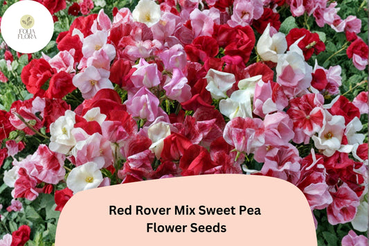 50+ Red Rover Mix Sweet Pea Seeds | Red Shades Climbing Flower Seeds for Garden