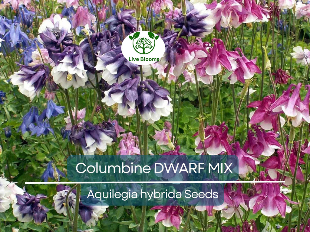 500 Seeds Columbine DWARF MIX Granny's Bonnet Perennial Flowers - Aquilegia Non-GMO, Fall Planting, Easy to Grow, Colorful Garden Blooms