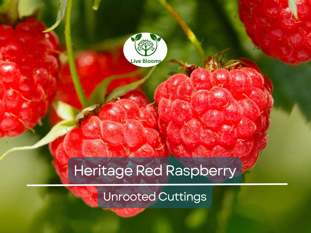 4 Red Raspberry Heritage Scion Cuttings - Rubus idaeus Unrooted 10-12” for Rooting or Grafting - High-Yield Berry Plants