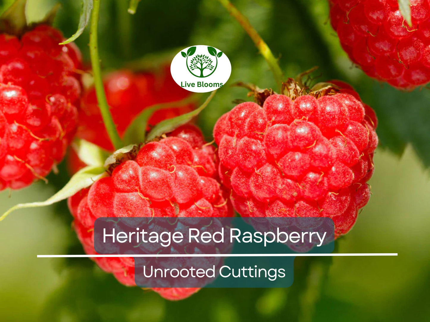 4 Red Raspberry Heritage Scion Cuttings - Rubus idaeus Unrooted 10-12” for Rooting or Grafting - High-Yield Berry Plants