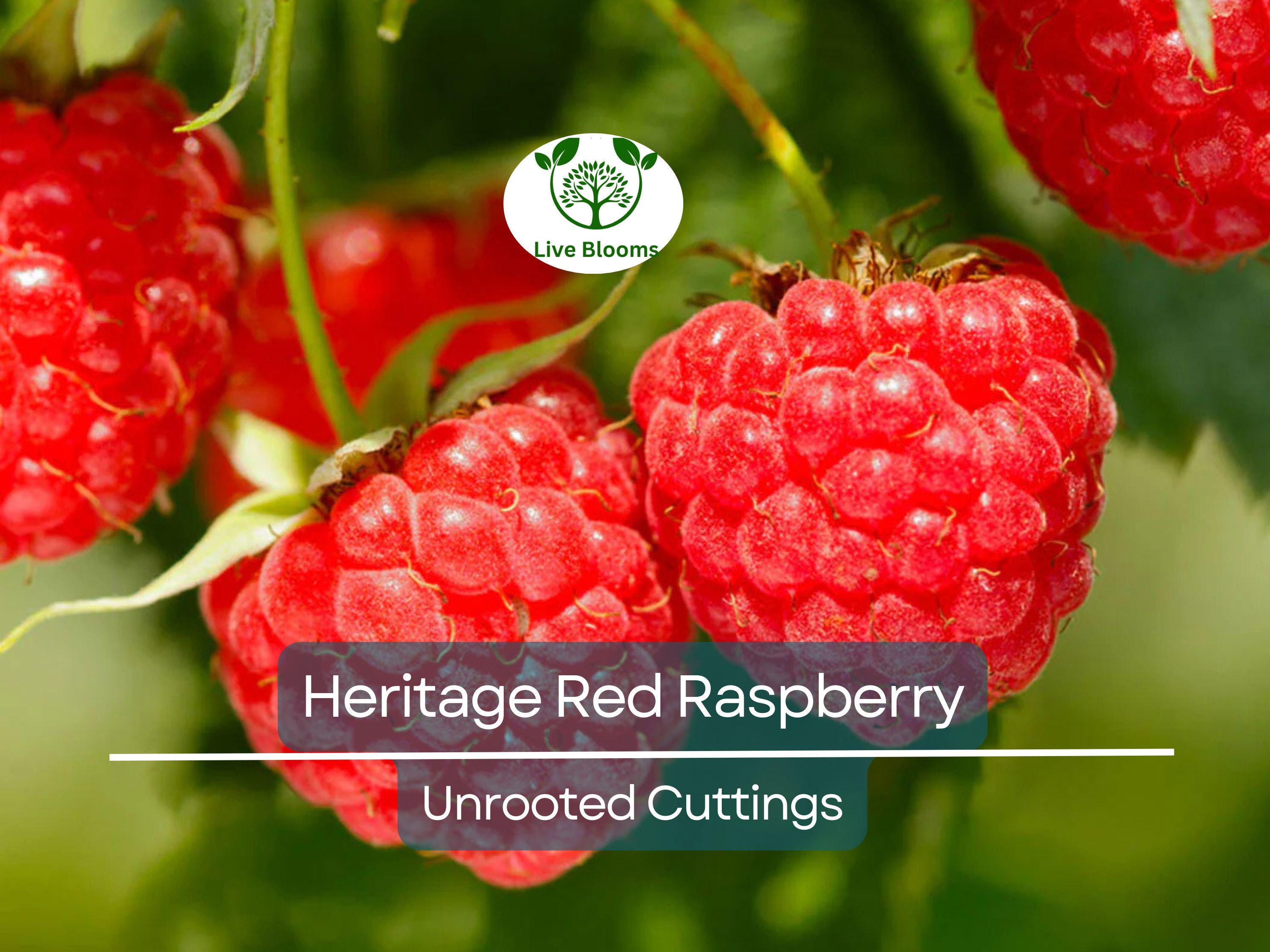 4 Red Raspberry Heritage Scion Cuttings - Rubus idaeus Unrooted 10-12” for Rooting or Grafting - High-Yield Berry Plants