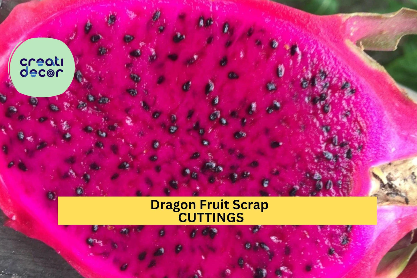 8 American Beauty Dragon Fruit Scrap Cuttings – 2–8” Self-Pollinating Hylocereus | Small Propagation Pieces for Tropical Growers