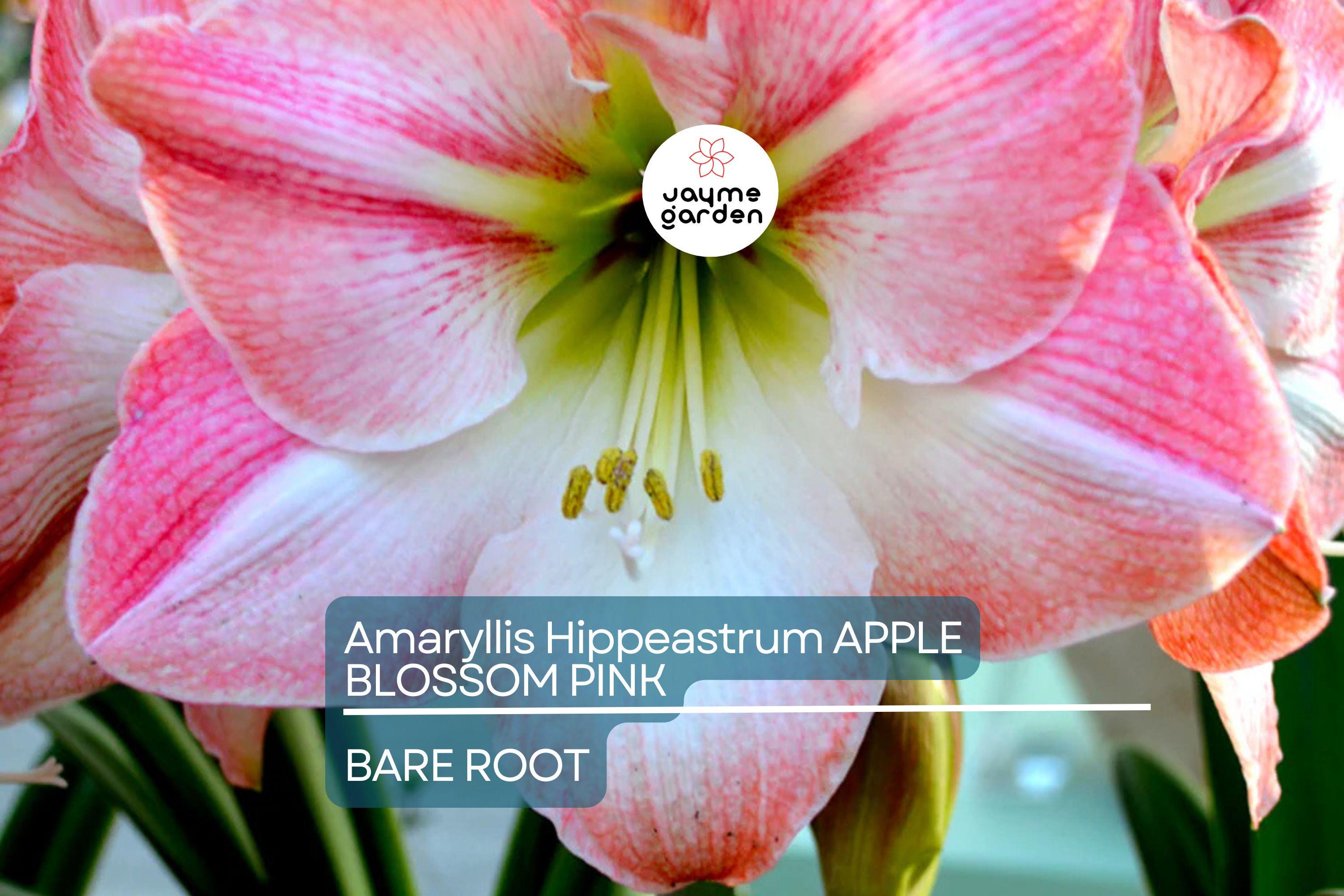 Amaryllis Apple Blossom Bulb - Pink & White Blooms, Award-Winning, Perfect for Indoor or Outdoor, USDA Zones 8-11