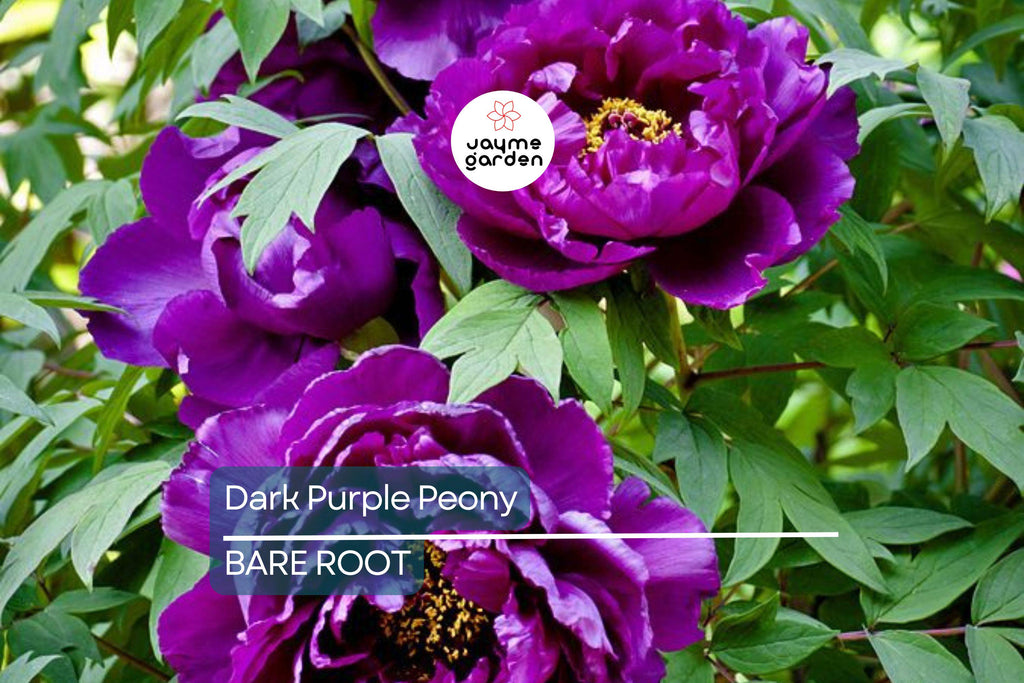Dark Purple Peony Bare Root (2+ Eyes) – Large Double Blooms, Perennial, Zones 3-8