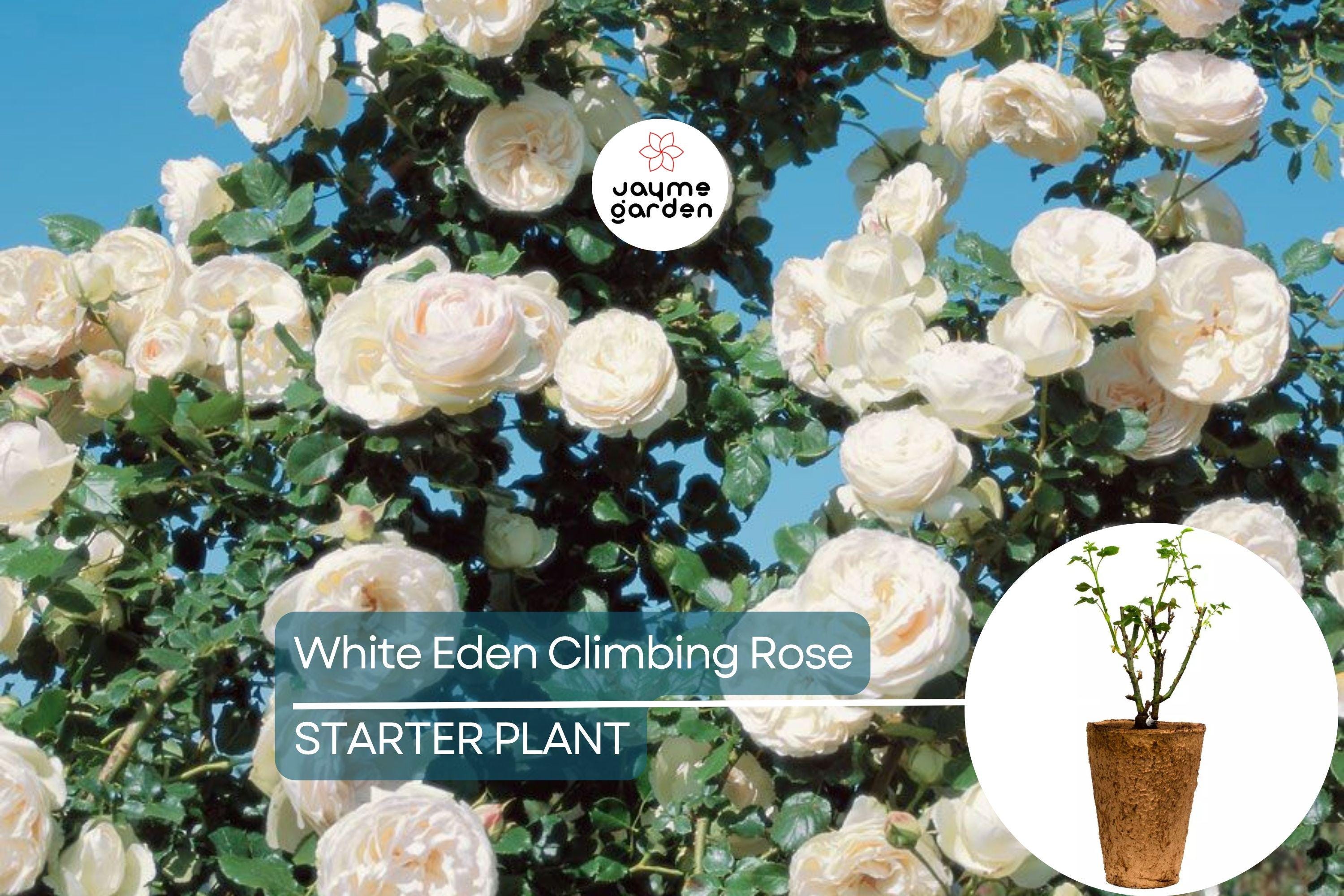 White Eden Climbing Rose – 1.5 Gal Pot | 100+ Petals | Creamy White Blush Flowers | Own Root | Hardy Zones 5-9 | 12’ Tall | Repeat Bloomer