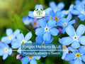 500 Seeds Forget Me Nots BLUE Perennial Flowers, Non-GMO Spring Blooms, Myosotis, Ideal for Cut Flowers & Gardens, Attracts Pollinators