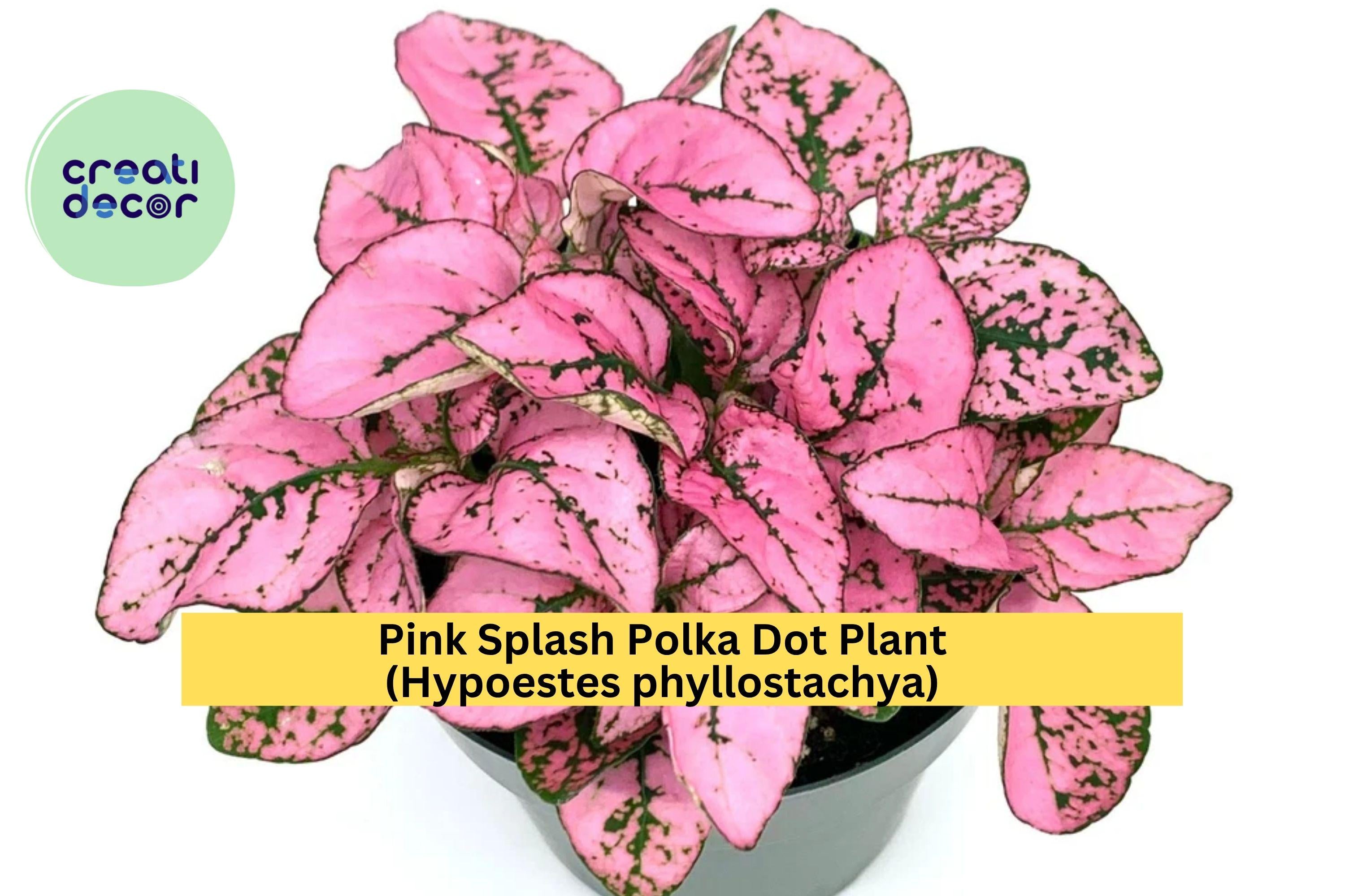 Hypoestes Pink Splash Live Plant – 2.5” Potted Polka Dot Plant, Colorful Indoor Houseplant with Pink-Green Leaves