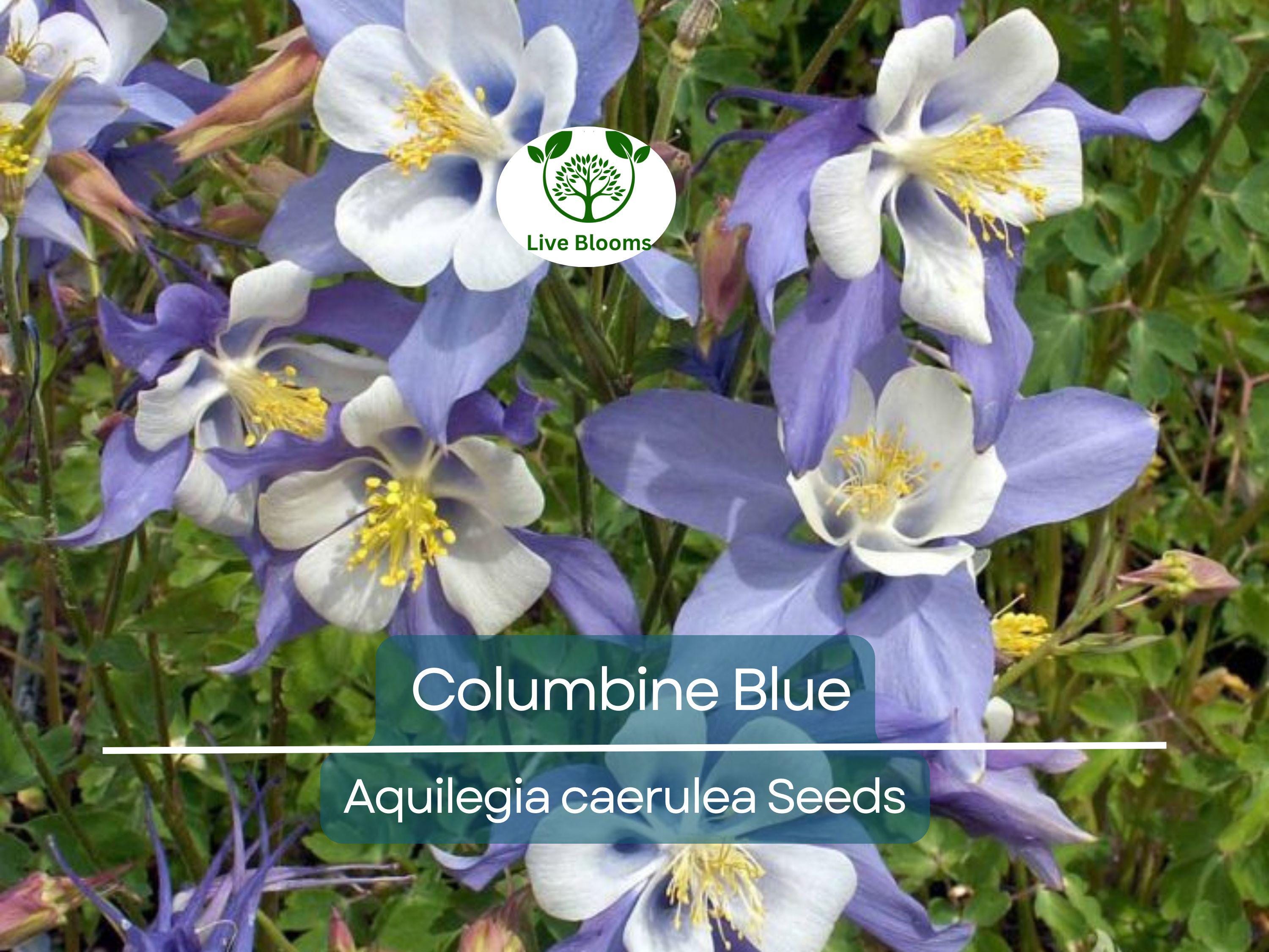 500 Seeds Columbine Blue, Perennial, Native Spring Blooms, Non-GMO, Aquilegia caerulea, Fall Planting, Pollinator-Friendly, Garden Flowers