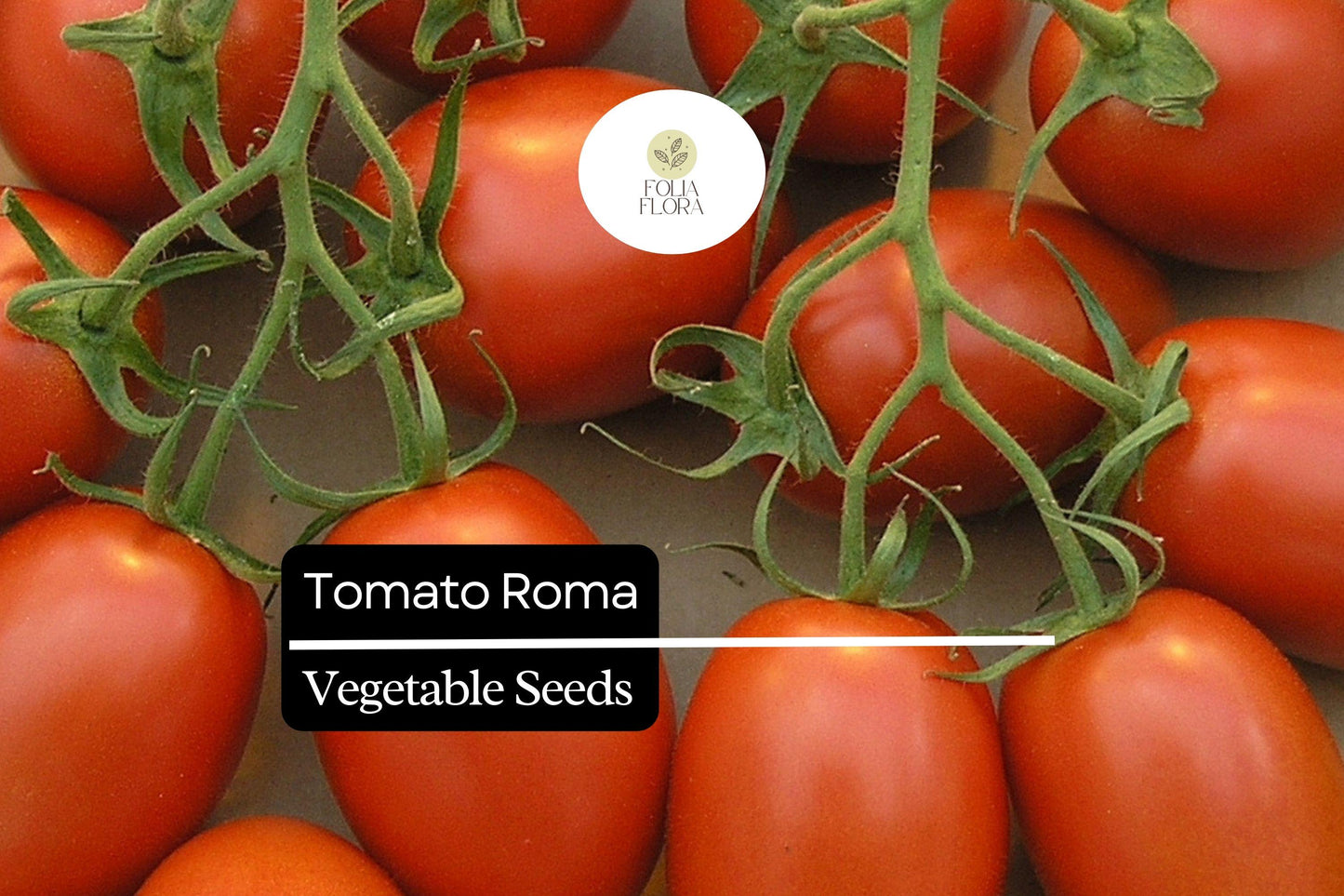 50 Seeds Tomato Roma (Solanum lycopersicum) – Classic Heirloom Plum Tomato for Sauces, Soups, and Canning