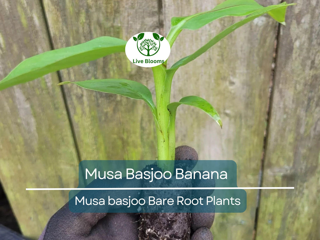 1 Musa Basjoo Banana – Live Starter Plug – Cold Hardy Tropical Plant – Rooted Live Banana Tree for Garden or Patio – Zone 5–11