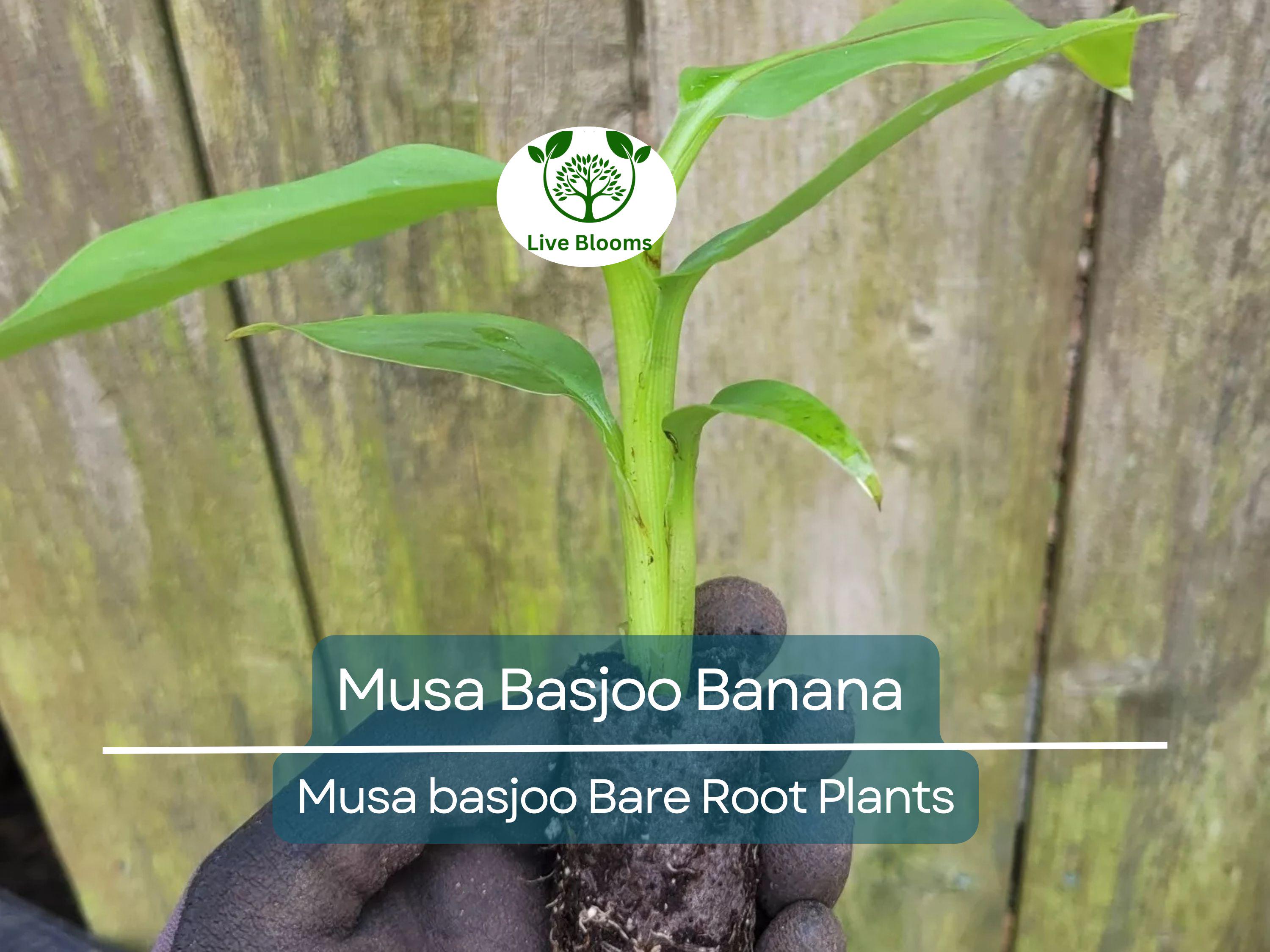 1 Musa Basjoo Banana – Live Starter Plug – Cold Hardy Tropical Plant – Rooted Live Banana Tree for Garden or Patio – Zone 5–11