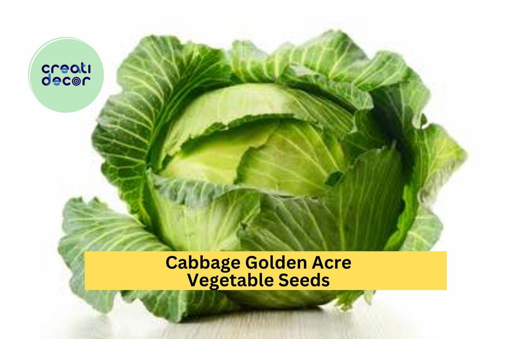 3pcs x 1g Golden Acre Cabbage Seeds – Early Heirloom Variety for Garden Beds, Raised Rows, or Container Growing Seeds for Planting