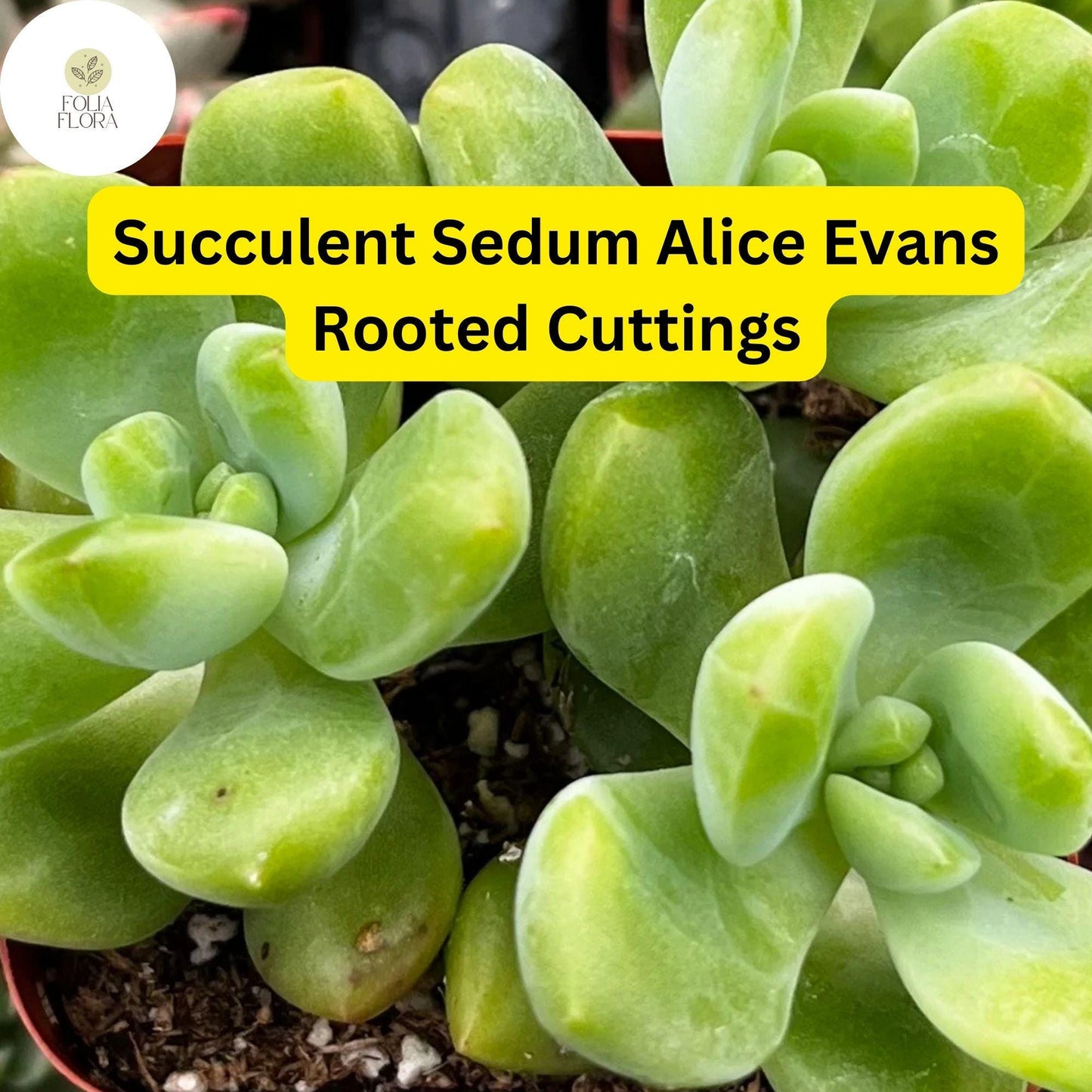 5 Live Plant Cuttings Sedum ‘Alice Evans’ Succulent | Stonecrop Variety | Compact Growth & Creamy Green Foliage