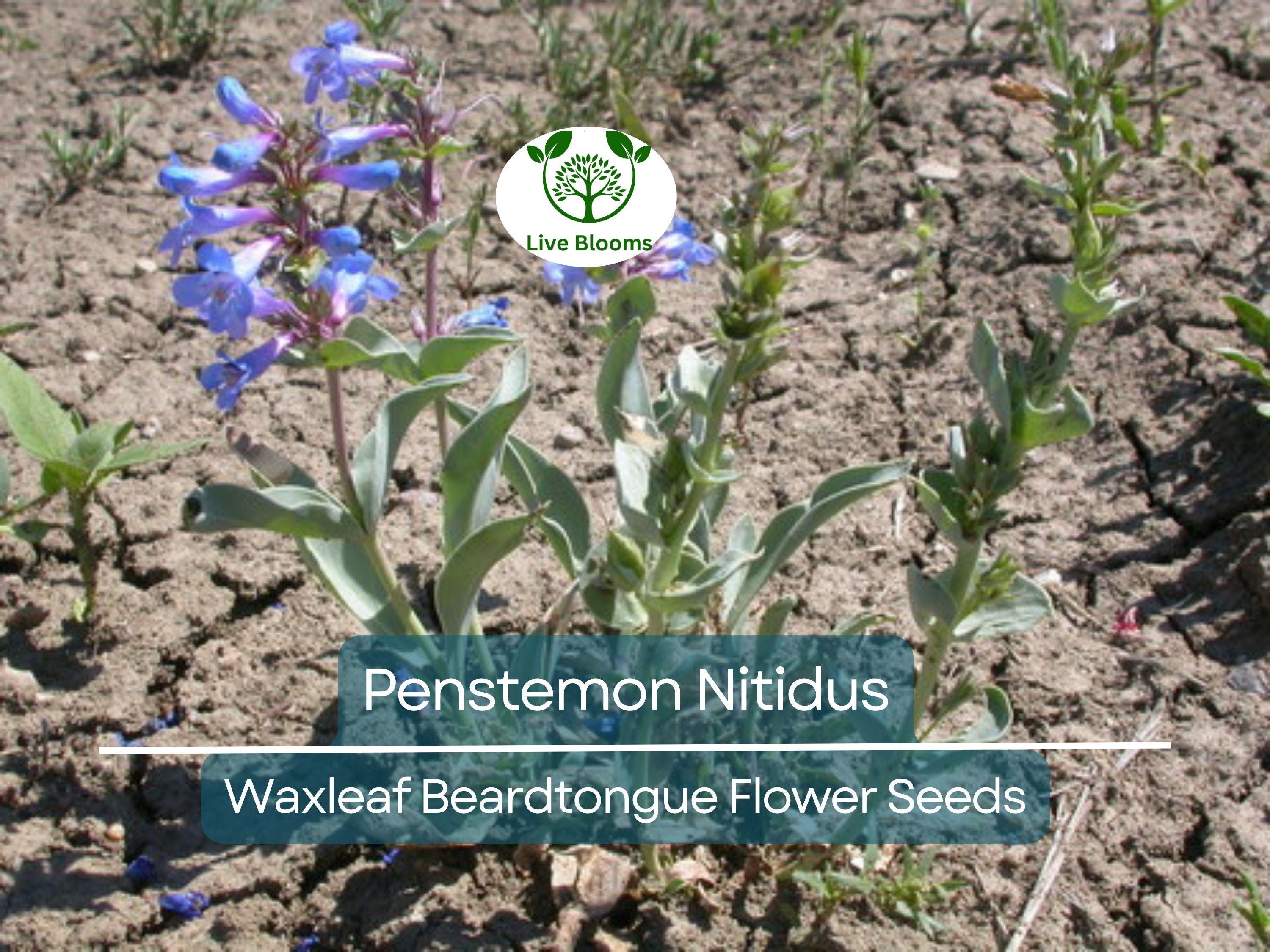 100 mg Seeds Penstemon Nitidus (Waxleaf Beardtongue) for Planting | Drought-Tolerant Perennial Wildflower for Gardens & Pollinator Habitats