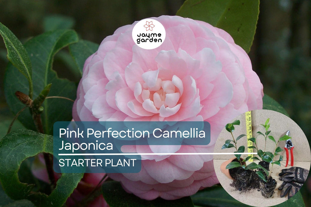 1 Pink Perfection Camellia Japonica | Live Starter Plant | Pale Pink Double Blooms | Evergreen Shrub for Shade Gardens | Zones 7b-10