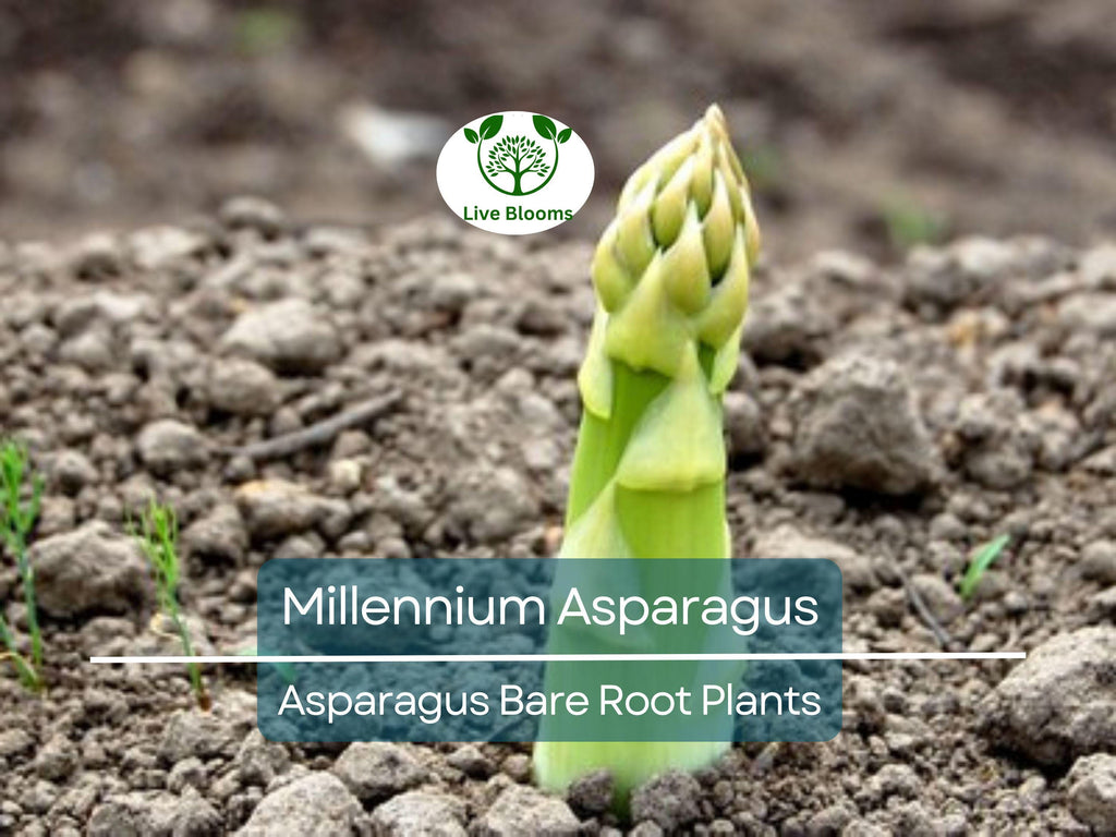 10 Millennium Asparagus Plants - 2yr Crowns - Live Bare Root Perennials - Asparagus officinalis - Heirloom, Non-GMO, Heavy Yield