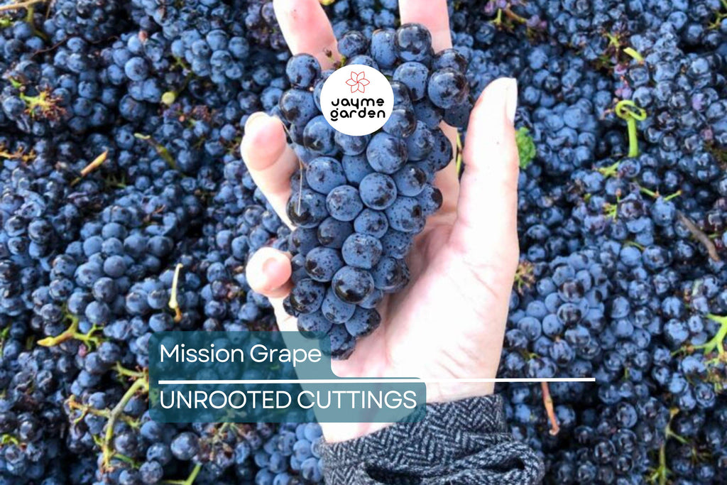 5 Mission Grape Unrooted Cuttings (6-12") - Historic California Variety from 1700s - Ideal for Mediterranean Climates