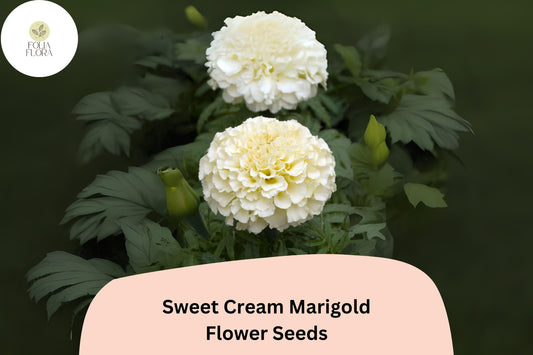 25+ Sweet Cream Marigold Seeds | Tagetes erecta | Creamy White Blooms | Easy Annual Flowers for Beds, Borders & Containers