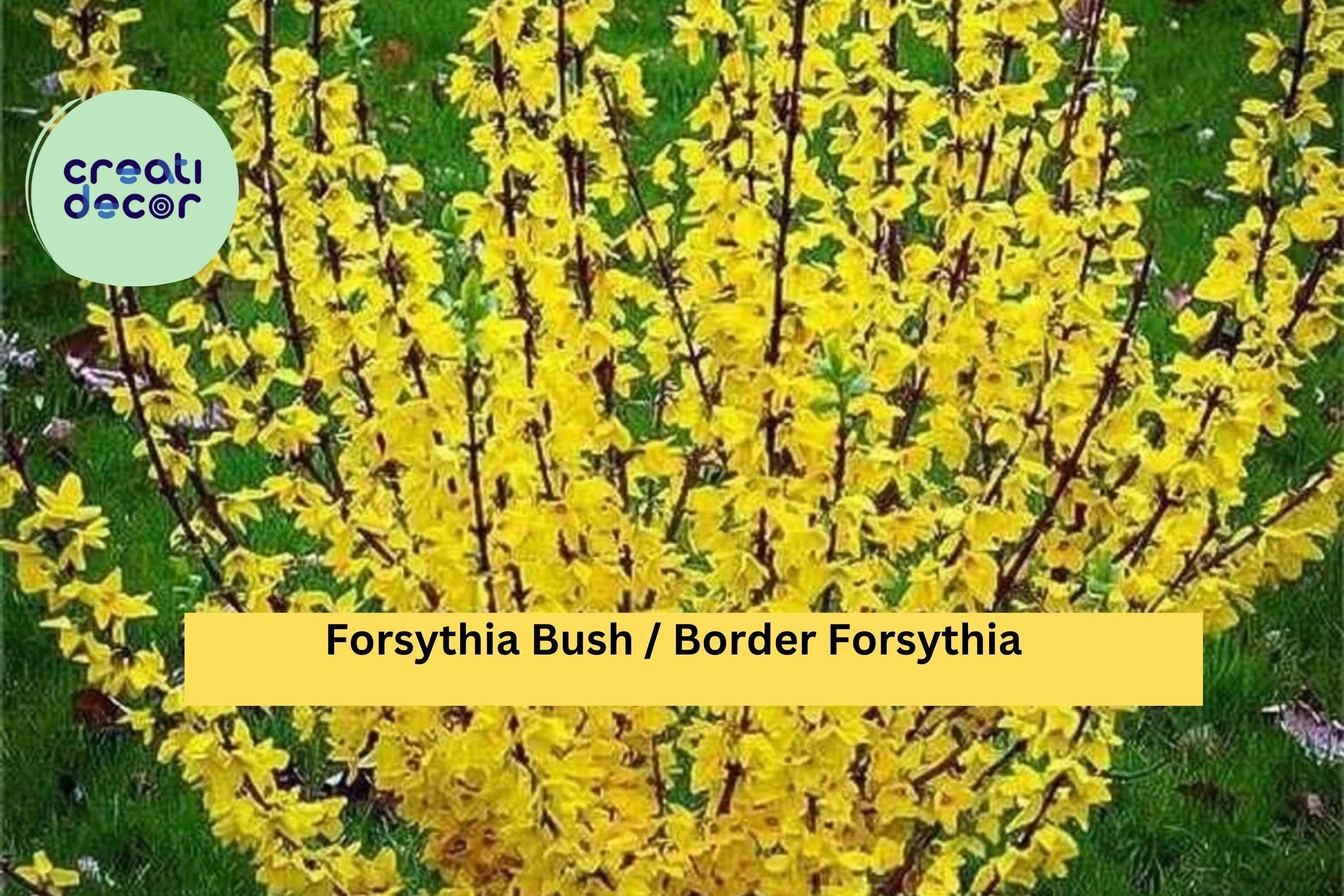 Forsythia Live Bush – 10–12 Inch Bare Root Plants (1–2 Years Old), Yellow Spring Flowering Shrub, Hardy Landscape Plant Zones 4–9