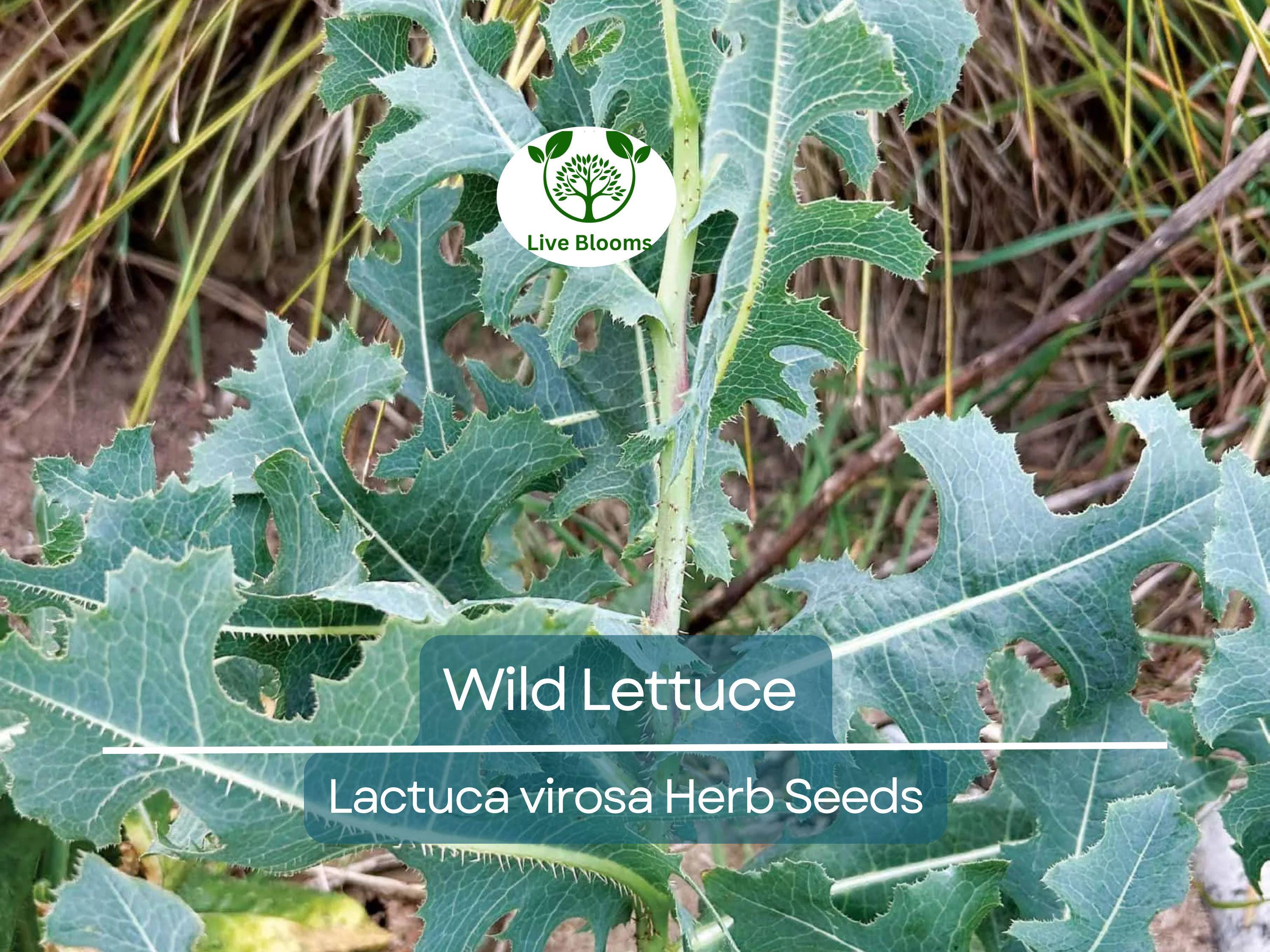 25 Wild Lettuce Seeds (Lactuca Virosa) | Organic Herb Seeds for Planting