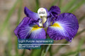 Light Purple Japanese Iris Live Roots | Freshly Dug Bulbs | Spring Blooming Perennial | Hardy & Low Maintenance | Pack of 4