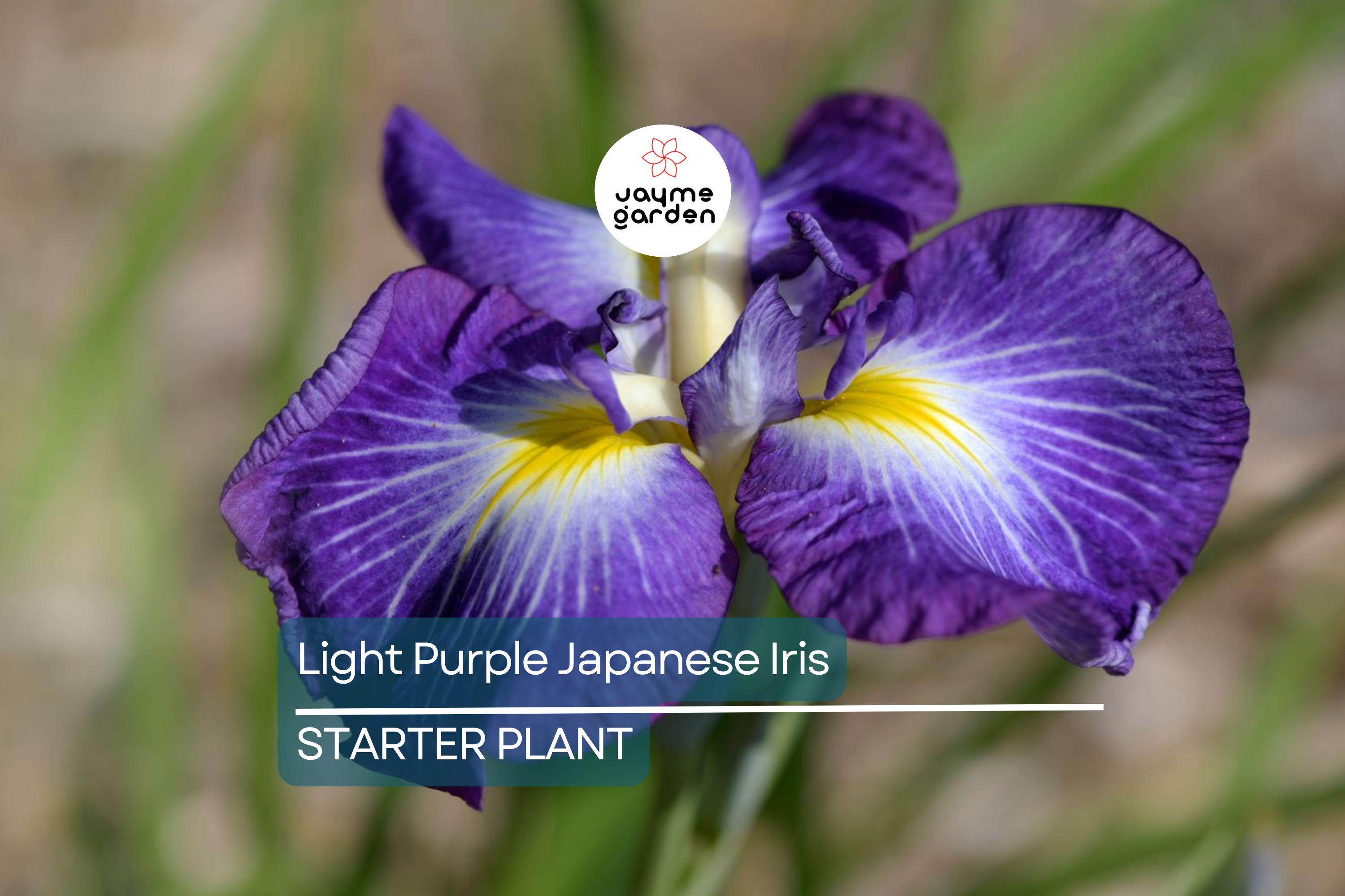 Light Purple Japanese Iris Live Roots | Freshly Dug Bulbs | Spring Blooming Perennial | Hardy & Low Maintenance | Pack of 4