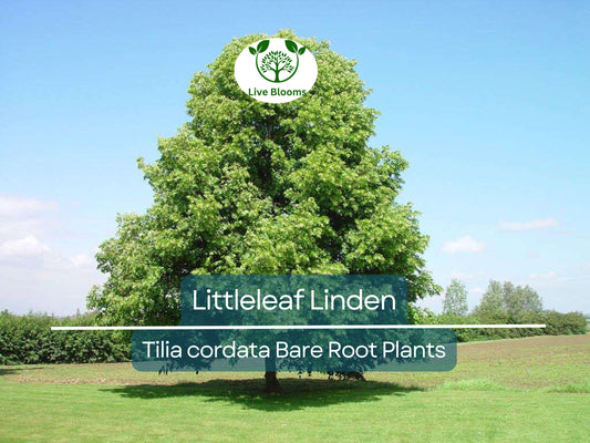 1 Littleleaf Linden Tree – Live Bare Root Plant – Tilia cordata – Shade Tree with Fragrant Blooms – Pollinator-Friendly