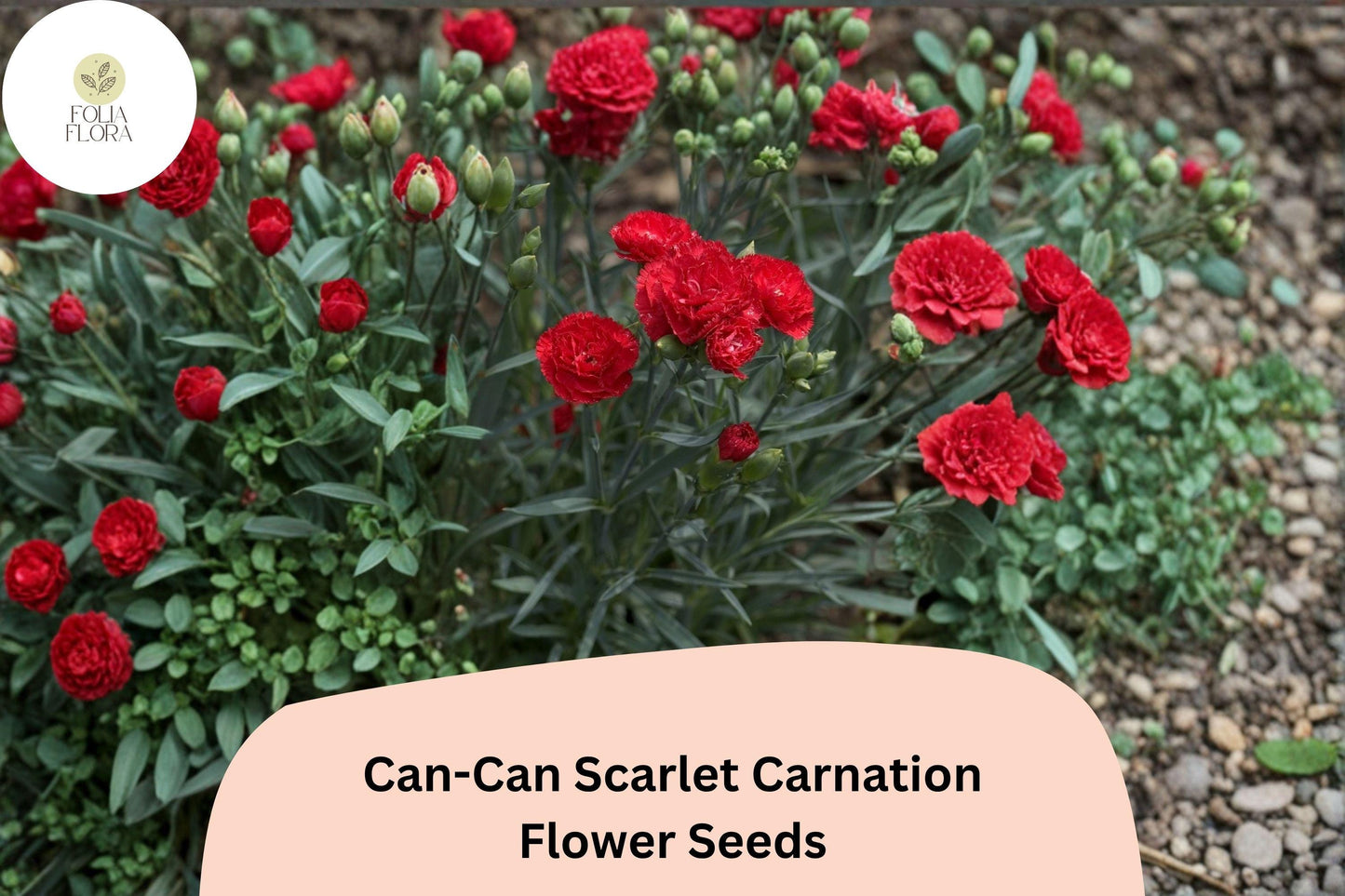 200+ Can-Can Scarlet Carnation Seeds | Dianthus caryophyllus | Bright Red Blooms for Garden & Borders