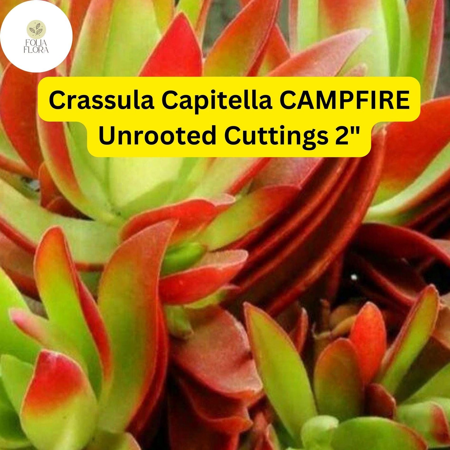 Crassula Capitella ‘Campfire’ | 3 Unrooted 2” Cuttings | Red-Tinged Succulent, Fast-Growing, Easy-Care, Unique Trailing Plant