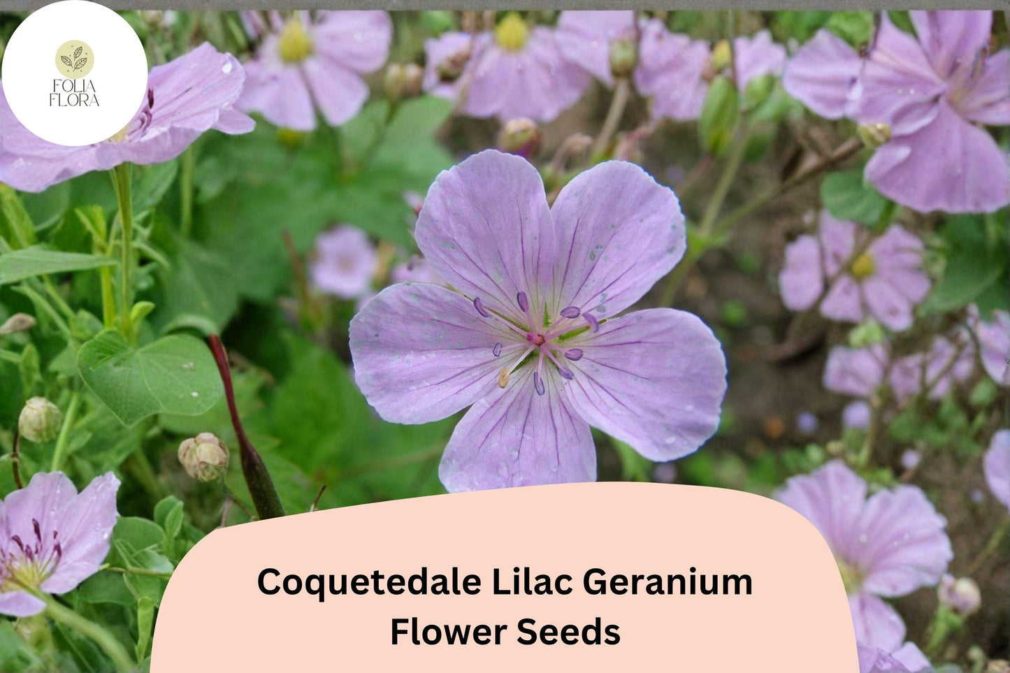 25+ Coquetedale Lilac Geranium Seeds | Purple Cranesbill | Hardy Perennial Flower for Garden Borders & Ground Cover