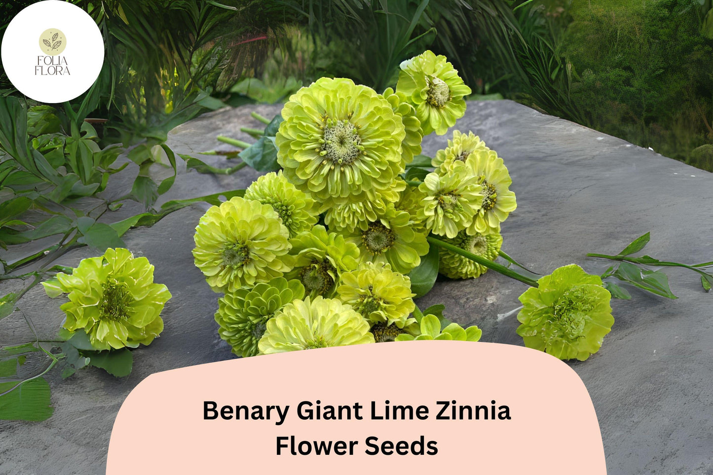 100+ Benary Giant Lime Zinnia Seeds – Unique Green Blooms for Cut Flowers & Summer Gardens