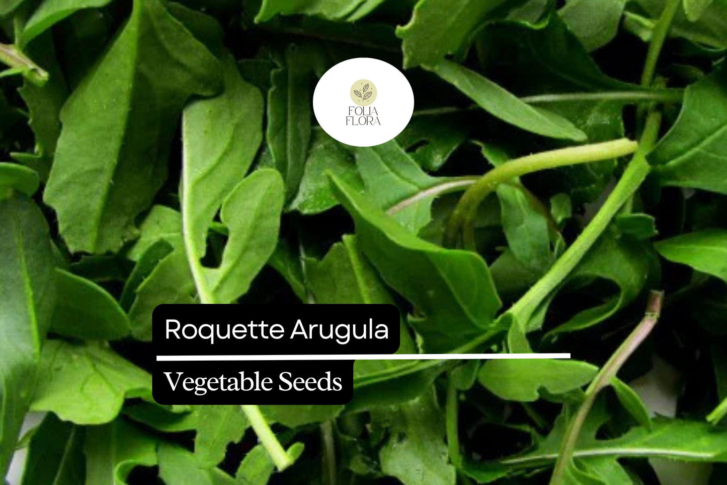 500 Seeds Roquette Arugula (Eruca vesicaria) – Peppery Greens for Salads, Sandwiches, and Gourmet Dishes