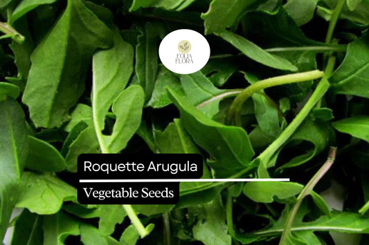 500 Seeds Roquette Arugula (Eruca vesicaria) – Peppery Greens for Salads, Sandwiches, and Gourmet Dishes