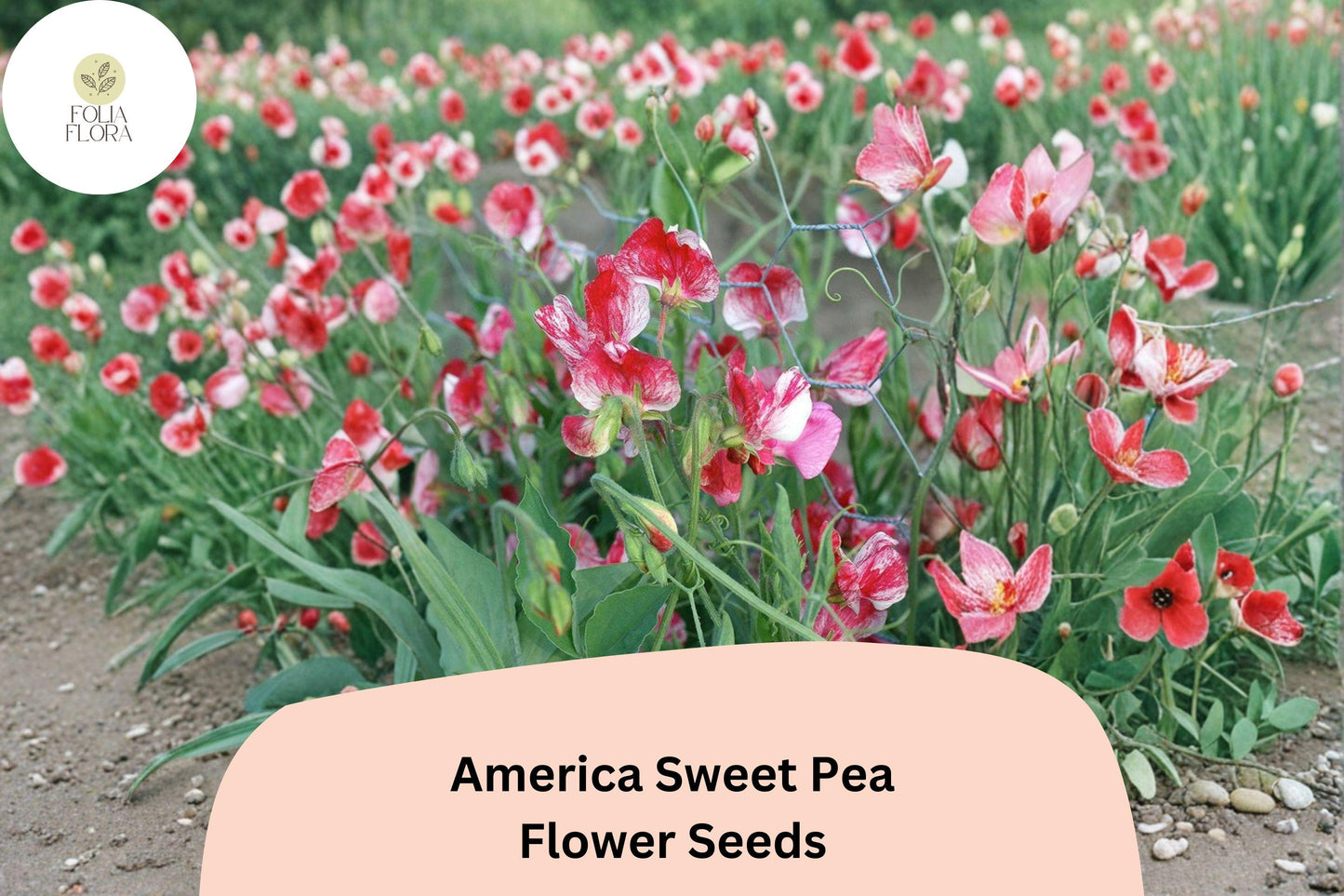 50+ America Sweet Pea Seeds for Garden Planting | Lathyrus odoratus | Red & White Bicolor Flowers
