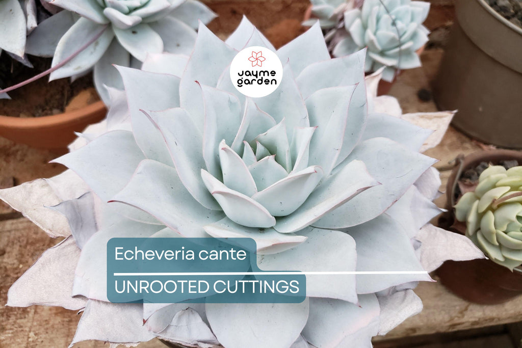 Echeveria Cante (White Cloud) Live Succulent Plant - Drought-Tolerant, Slow-Growing, 6-12" Tall