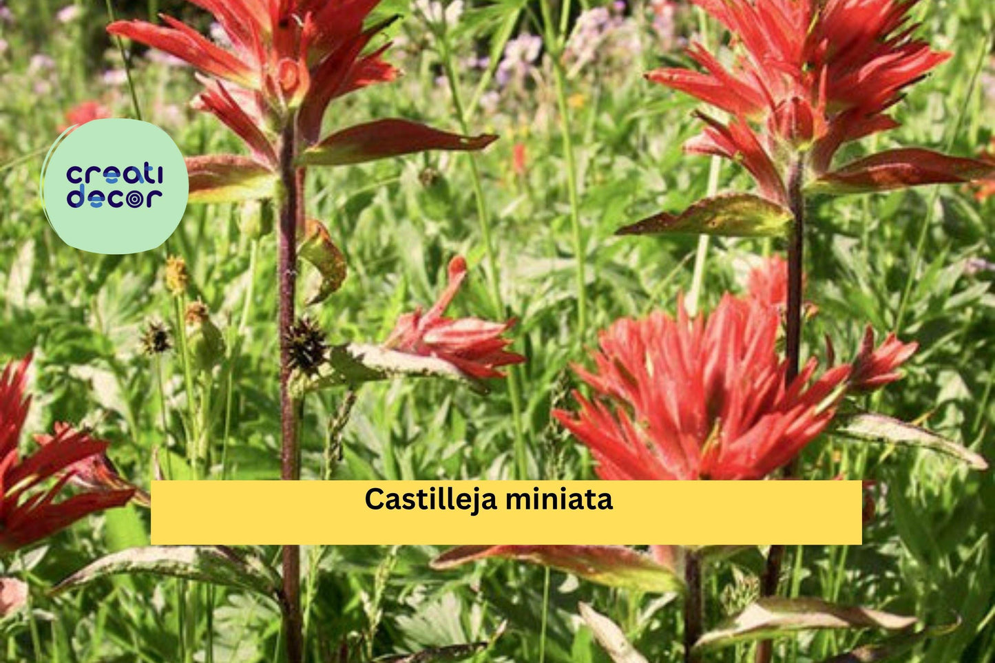Castilleja miniata Seeds (300) – Giant Red Indian Paintbrush, Native Perennial Wildflower, Moist Soil Tolerant, Pollinator Friendly