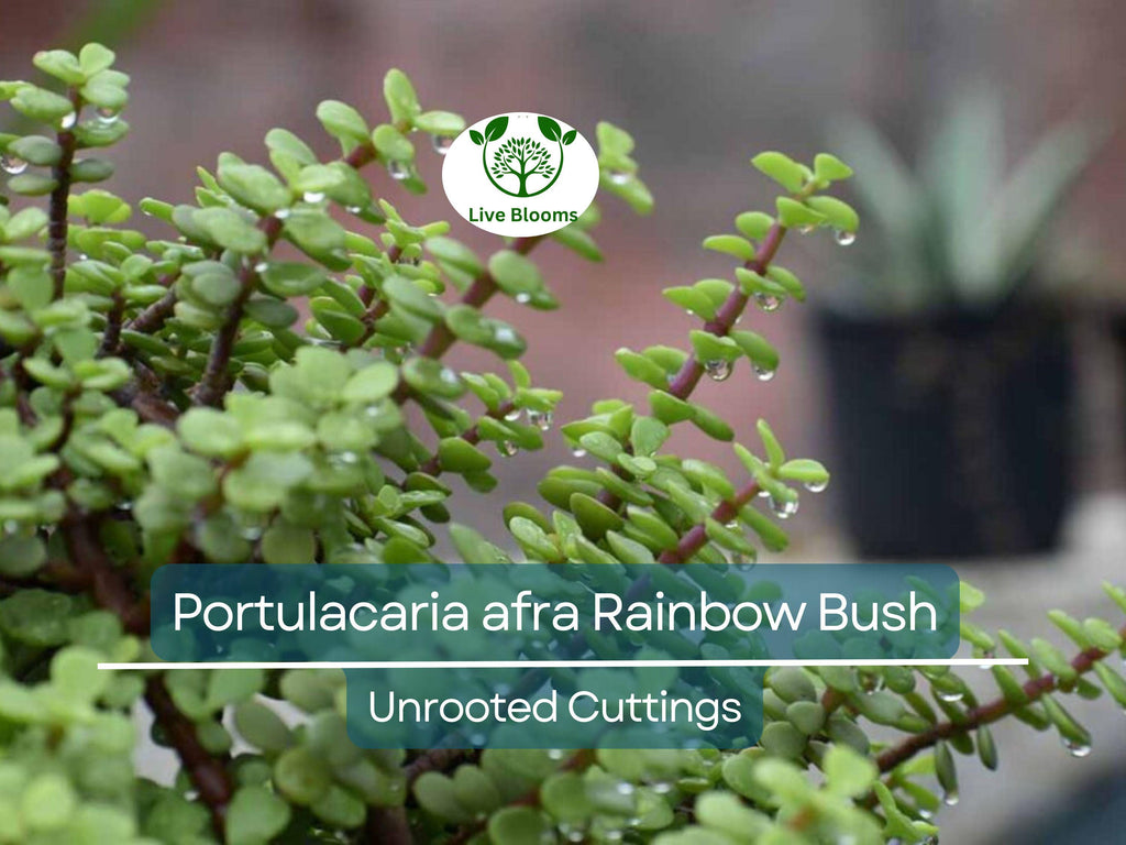 20 Unrooted Cuttings Rainbow Elephant Bush (Portulacaria afra) Succulent Cactus - Rare Colorful Plant for DIY Propagation