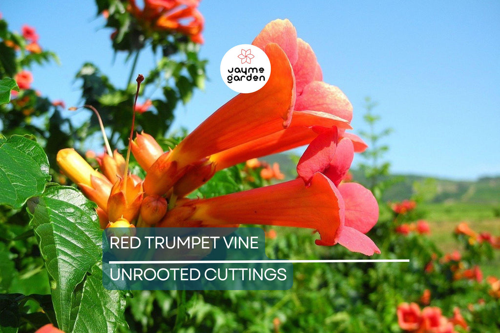 12 Live Red Trumpet Vine Clippings | Campsis Radicans | Perennial Hummingbird Vine | Fast-Growing | Organic Starts |