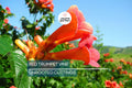 12 Live Red Trumpet Vine Clippings | Campsis Radicans | Perennial Hummingbird Vine | Fast-Growing | Organic Starts |