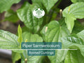 12 Piper Sarmentosum Bareroot Cuttings, Wild Betel Leaf, Thai Herb, Piper Betel, Herb Culinary Plant, Easy to Grow, Rooting Cuttings