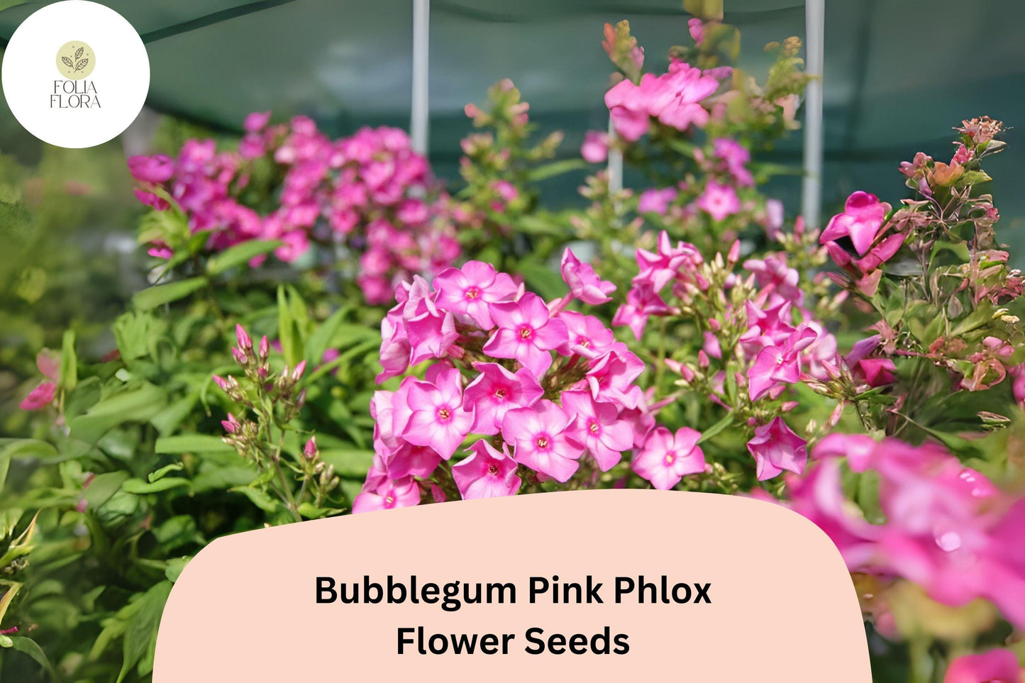 100+ Bubblegum Pink Phlox Seeds – Bright Perennial Garden Flowers, Phlox paniculata