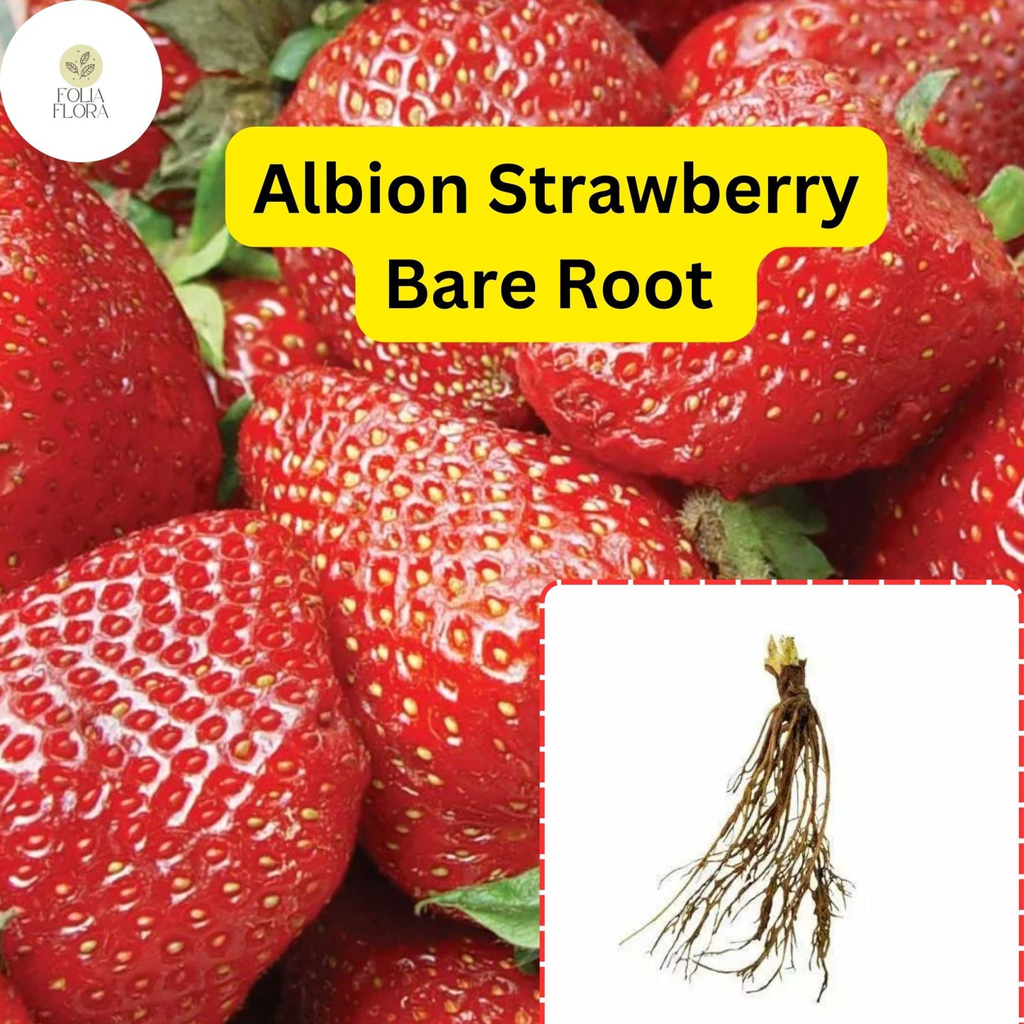 25 Bare Root Albion Strawberry Plants | Day Neutral Fragaria x ananassa