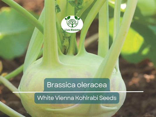 150 Seeds White Vienna Kohlrabi - Brassica oleracea, Heirloom Veggie, Non-GMO, Fast Growing, Nutritious, Easy to Grow for Gardeners