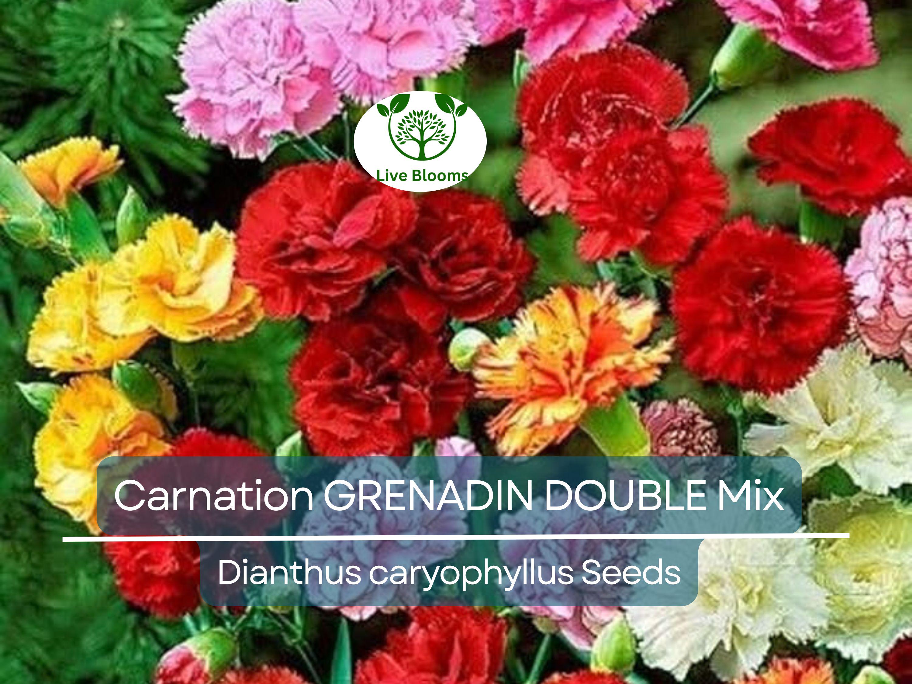 200 Seeds Carnation GRENADIN DOUBLE Mix, Dianthus caryophyllus, Pollinator-Friendly, Fragrant Cut Flowers, Florist Quality, for Gardens