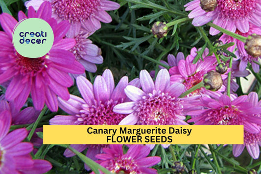 200+ Canary Marguerite Daisy Seeds – Bright Yellow Blooms for Garden Planting, Long-Blooming Annuals for Beds, Borders & Bouquets – USA