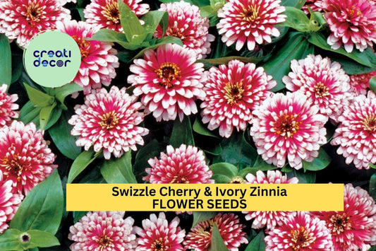 100+ Swizzle Cherry & Ivory Zinnia Seeds – Bi-Color Compact Blooms for Garden Planting, Bright Summer Annuals for Beds and Pots – USA
