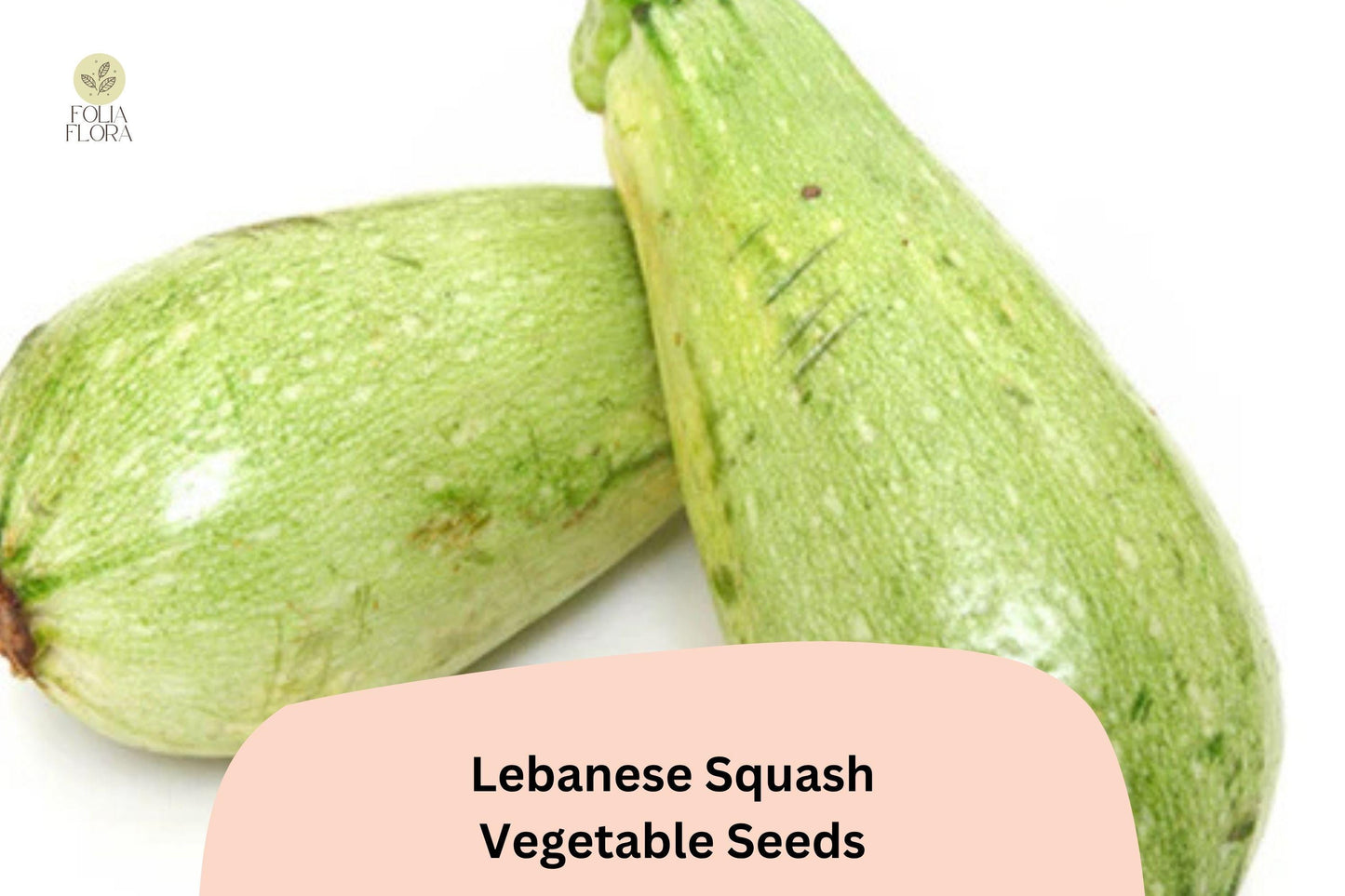 25+ Lebanese Squash Seeds for Planting | Cousa Summer Squash | Heirloom Middle Eastern Vegetable Garden Seeds