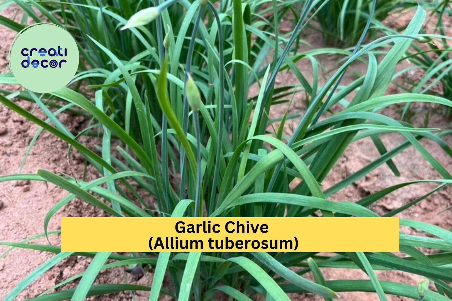 70 Garlic Chive Bare Root Plants – Allium tuberosum – Hardy Perennial Leek Chives for Garden, Edible Herb, Organic Growth
