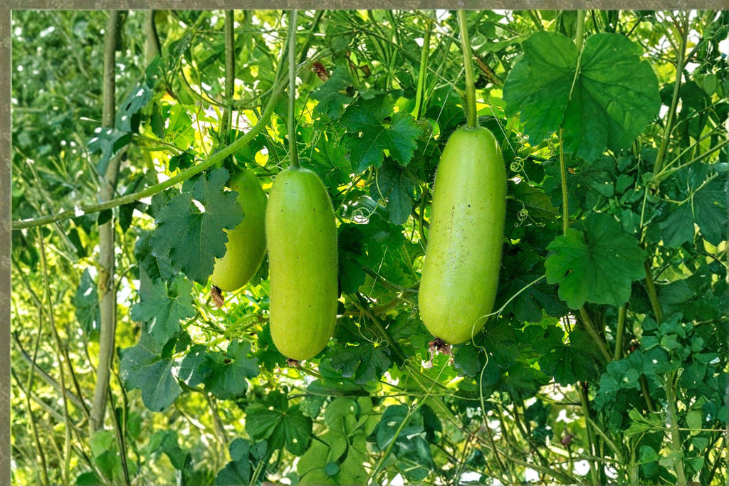 Wax Gourd – Winter Melon 10 Seeds | Asian Storage Vegetable | Large Fruits | Long-Keeping Winter Squash