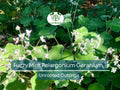 3 Rare Fuzzy Mint Scented Pelargonium Geranium Unrooted Cuttings 6" - Unique, Fragrant, Perfect for Planting & Propagation